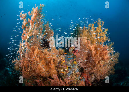 Bunte Korallenriff, Raja Ampat, West-Papua, Indonesien Stockfoto