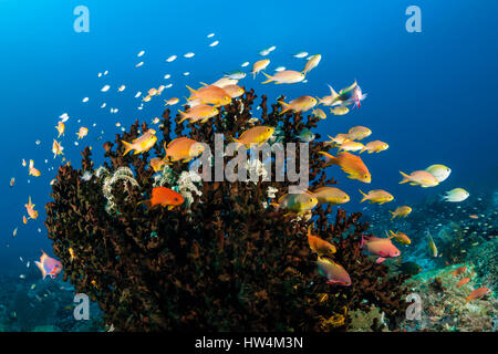 Anthias über Coral Reef, Pseudanthias Huchtii, Raja Ampat, West Papua, Indonesien Stockfoto