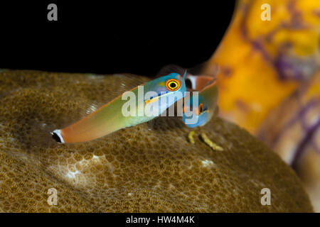 Tailspot Combtooth Blenny, Ecsenius Stigmatura, Raja Ampat, West Papua, Indonesien Stockfoto