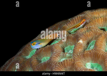 Tailspot Combtooth Blenny, Ecsenius Stigmatura, Raja Ampat, West Papua, Indonesien Stockfoto