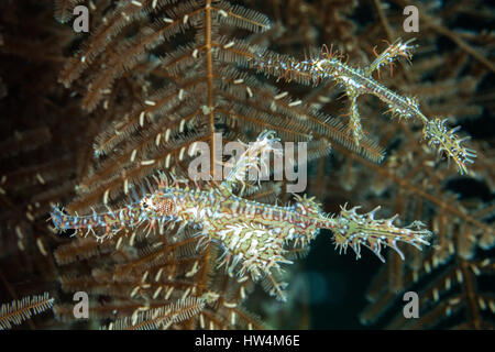 Paar von Harlekin-Geisterpfeifenfische, Solenostomus Paradoxus, Raja Ampat, West Papua, Indonesien Stockfoto