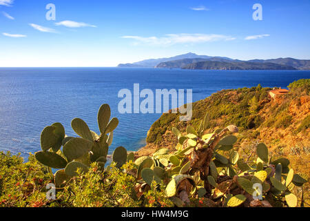 Insel Elba, Kaktus indische Feigen Opuntia, Küstenblick Capoliveri Toskana, Italien, Europa. Stockfoto