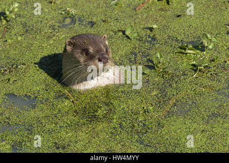 Eurasischen river Otter (Lutra Lutra) Schwimmen im grünen See Stockfoto