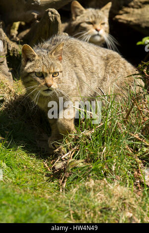 Europäische Wildkatze stalking Raub durch Gras Stockfoto