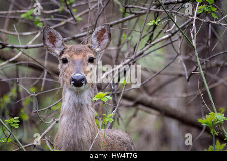 Eine antlerless White Tailed Deer (Odocoileus virginianus) im Wald. Stockfoto