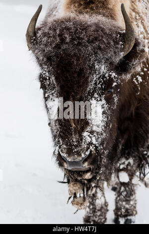 Bisons (Bison Bison) gemeinhin als Buffalo im Yellowstone Nationalpark, WY, USA den brutalen Winter zu überleben. Stockfoto