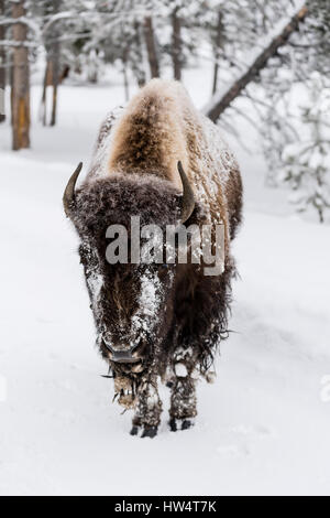 Bisons (Bison Bison) gemeinhin als Buffalo im Yellowstone Nationalpark, WY, USA den brutalen Winter zu überleben. Stockfoto