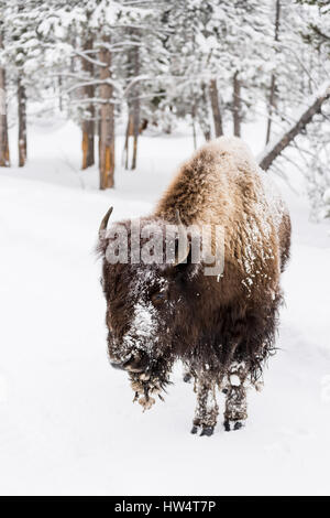 Bisons (Bison Bison) gemeinhin als Buffalo im Yellowstone Nationalpark, WY, USA den brutalen Winter zu überleben. Stockfoto