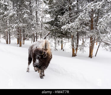 Bisons (Bison Bison) gemeinhin als Buffalo im Yellowstone Nationalpark, WY, USA den brutalen Winter zu überleben. Stockfoto