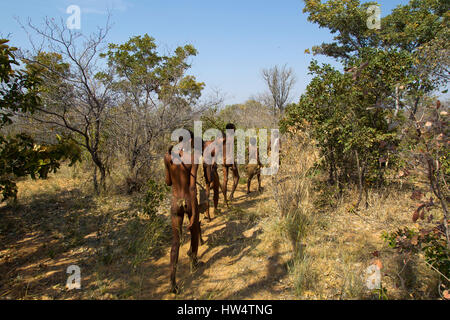 Buschmänner Menschen in den afrikanischen Busch bei Grashoek, Norden Namibias Stockfoto