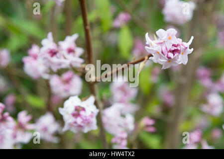 Daphne Bholua 'Jacqueline Postill' Stockfoto