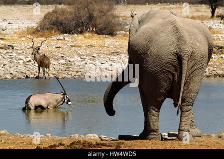 Elefant, Gemsbock und Kudu Anthelope, Wasserloch von Okaukuejo, Etosha Nationalpark, Namibia Stockfoto