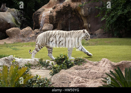 weiße Tiger zu Fuß auf der Wiese im zoo Stockfoto