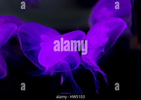 abstrakt lila Quallen im Wasser - sealife Stockfoto