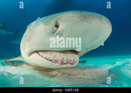 Zitrone Hai, Negaprion Brevirostris, Tiger Beach, Bahamas Stockfoto