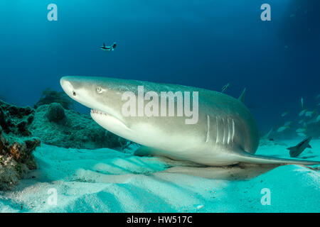 Lemon Shark, negaprion brevirostris, Tiger Beach, Bahamas Stockfoto