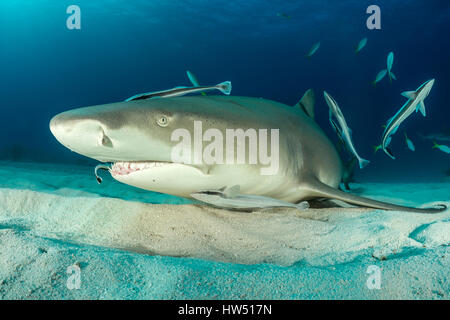 Zitrone Hai, Negaprion Brevirostris, Tiger Beach, Bahamas Stockfoto