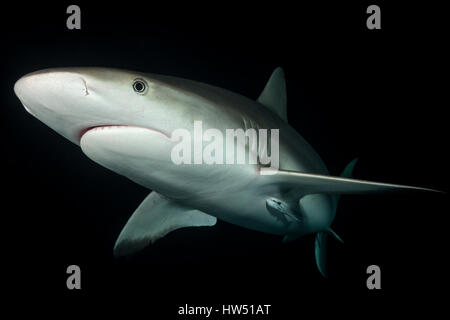 Caribbean Reef Shark in der Nacht, Carcharhinus Perezii Tiger Beach, Bahamas Stockfoto