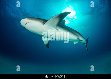 Karibische Riffhaie, Carcharhinus Perezii, Tiger Beach, Bahamas Stockfoto