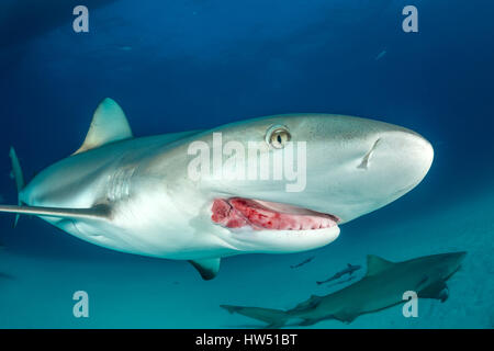Caribbean Reef Shark, carcharhinus perezii, Tiger Beach, Bahamas Stockfoto