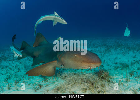 Nurse Shark, Ginglymostoma Cirratum, Tiger Beach, Bahamas Stockfoto