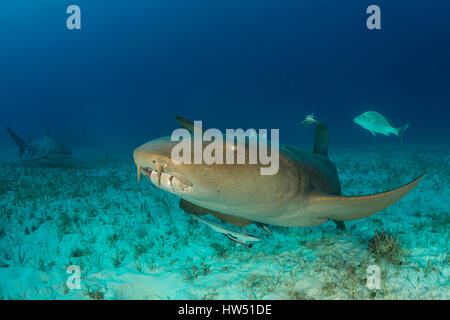 Nurse Shark, Ginglymostoma Cirratum, Tiger Beach, Bahamas Stockfoto