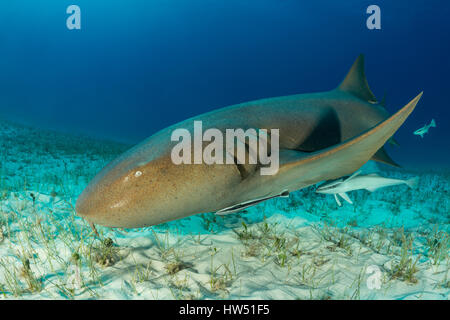 Ammenhai, ginglymostoma cirratum, Tiger Beach, Bahamas Stockfoto