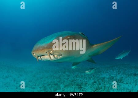 Nurse Shark, Ginglymostoma Cirratum, Tiger Beach, Bahamas Stockfoto