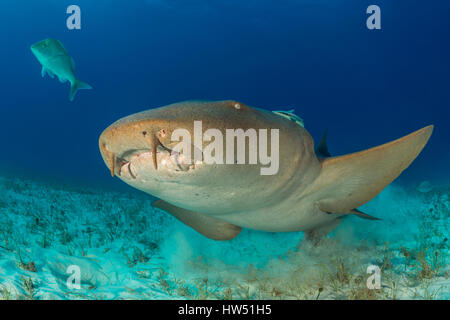 Nurse Shark, Ginglymostoma Cirratum, Tiger Beach, Bahamas Stockfoto