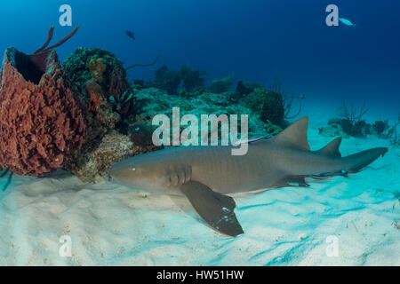 Nurse Shark, Ginglymostoma Cirratum, Tiger Beach, Bahamas Stockfoto