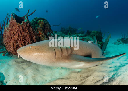 Nurse Shark, Ginglymostoma Cirratum, Tiger Beach, Bahamas Stockfoto