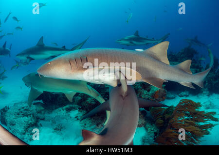 Nurse Shark, Ginglymostoma Cirratum, Tiger Beach, Bahamas Stockfoto