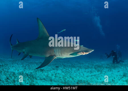 Große Hammerhai, sphyrna mokarran, Bimini, Bahamas Stockfoto