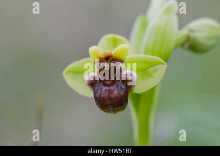 Hummel Orchidee, Ophrys Bombyliflora, Andalusien, Spanien Stockfoto