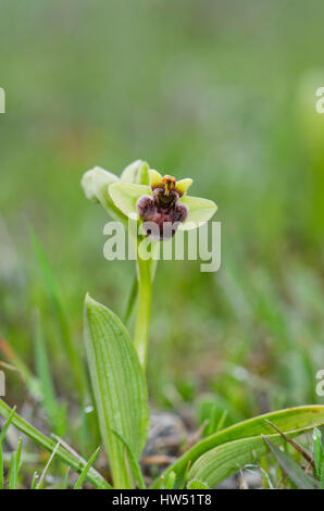 Hummel Orchidee, Ophrys Bombyliflora, Andalusien, Spanien Stockfoto