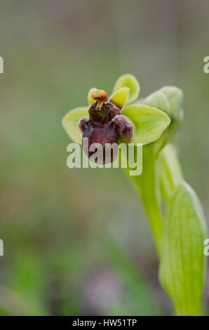 Hummel Orchidee, Ophrys Bombyliflora, Andalusien, Spanien Stockfoto