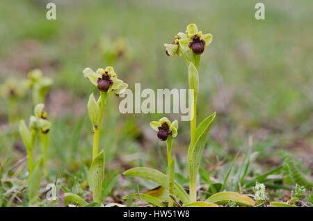Hummel Orchidee, Ophrys Bombyliflora, Andalusien, Spanien Stockfoto