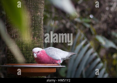 rote Kakadu Oberkörper Kanarienvogel - rosa Papagei Stockfoto