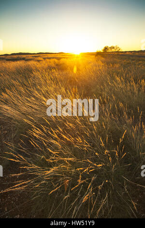 Triodia Grass im Karijini.The National Park ist bekannt für seinen schönen Wasserfällen und glitzernden Fels-Pools. Karijini ist auch ein großartiger Ort für diejenigen Stockfoto