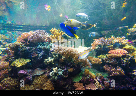 Wunderbare und schöne Unterwasserwelt mit Korallen und tropischen Fischen. Stockfoto