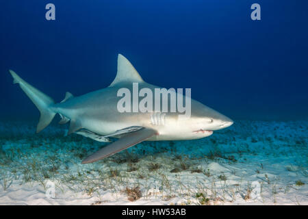 Bullenhai Carcharhinus Leucas, Bimini, Bahamas Stockfoto