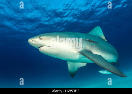 Bullenhai Carcharhinus Leucas, Bimini, Bahamas Stockfoto