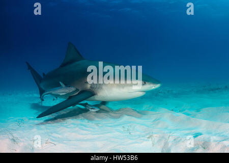 Bullenhai Carcharhinus Leucas, Bimini, Bahamas Stockfoto