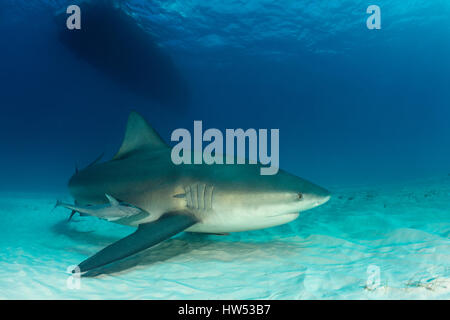 Bullenhai Carcharhinus Leucas, Bimini, Bahamas Stockfoto