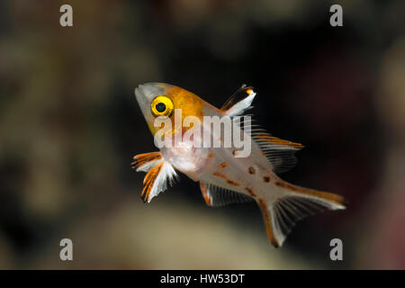 Juvenile Lyretail Lippfische, Bodianus Anthioides, Marsa Alam, Rotes Meer, Ägypten Stockfoto