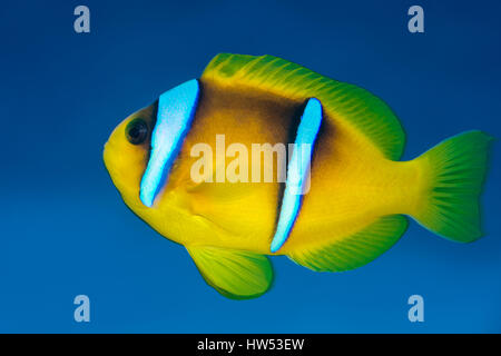 Rotes Meer Anemonenfische, Amphiprion Bicinctus, Marsa Alam, Rotes Meer, Ägypten Stockfoto