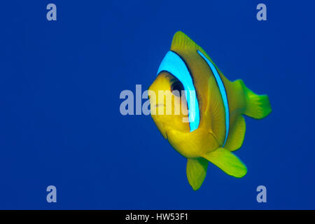 Das rote Meer, anemonenfischen Amphiprion bicinctus, Marsa Alam, Rotes Meer, Ägypten Stockfoto