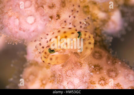 Red-spotted Guard Krabbe, Trapeze Tigrina, Marsa Alam, Rotes Meer, Ägypten Stockfoto