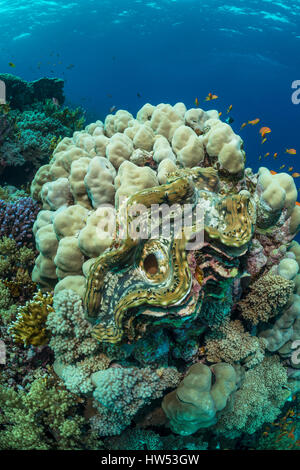 Im Korallenriff, Riesenmuschel Tridacna Maxima, Marsa Alam, Rotes Meer, Ägypten Stockfoto