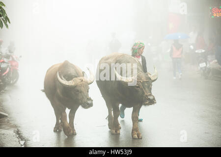 Sapa, Vietnam - 6. Mai 2014: Hmong Frau mit zwei Büffel auf der Straße in dichtem Nebel in Sapa Dorf Lao Cai, Vietnam. Stockfoto